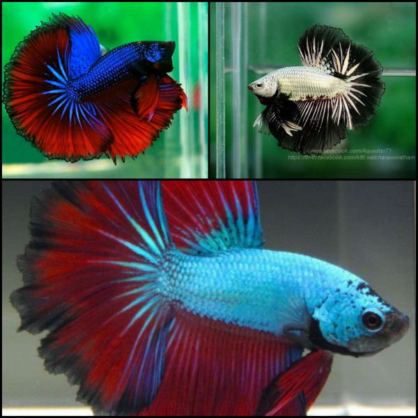 Betta macho halfmoon dragon L