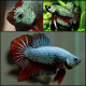 Betta macho plakat dragon