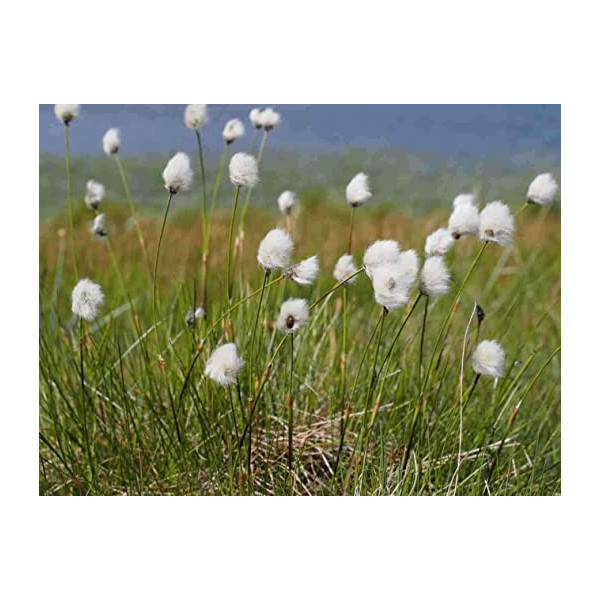 ERIOPHORUM VAGINATUM