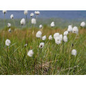 ERIOPHORUM VAGINATUM