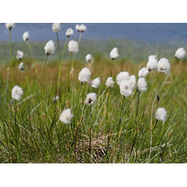 ERIOPHORUM VAGINATUM