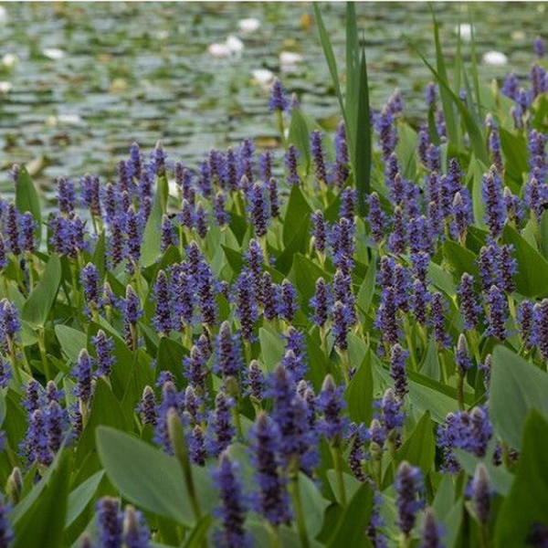 PONTEDERIA CORDATA