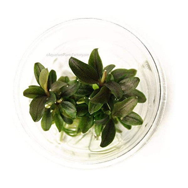 Bucephalandra sp. 'Red' in vitro