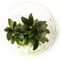 Bucephalandra sp. 'Red' in vitro