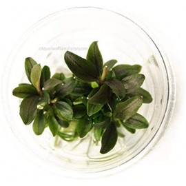 Bucephalandra sp. 'Red' in vitro