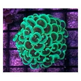 Euphyllia ancora green lantern CITES:21NL301090/11