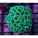 Euphyllia ancora green lantern 