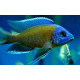 Haplochromis borleyi red XL