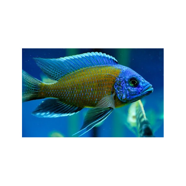 Haplochromis borleyi red XL