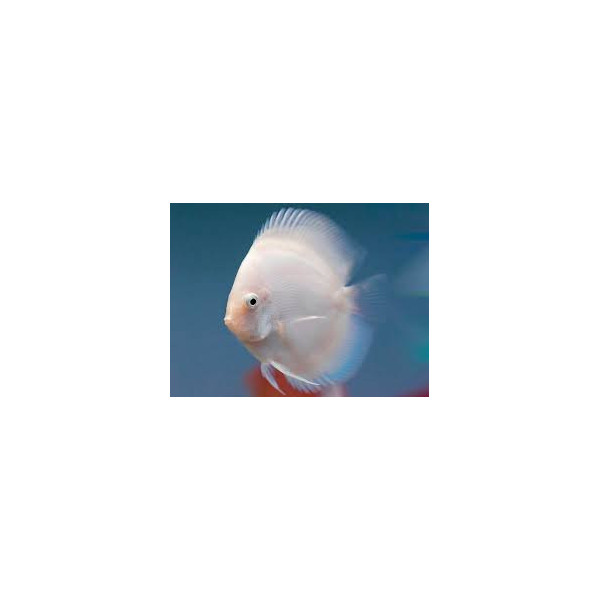 Discus deluxe Snow White M