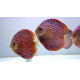 Discus deluxe Tigre rojo M