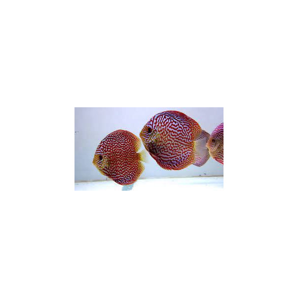 Discus deluxe Tigre rojo M