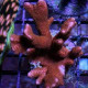 Montipora Ultra red branched M/L