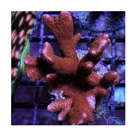 Montipora Ultra red branched M/L Cites: 21NL289925/11