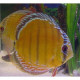 Discus Alenquer Ruinemans S