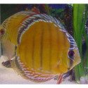 Discus Alenquer Ruinemans S