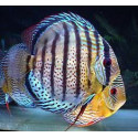 Discus royal green red spot Ruinemans S