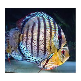 Discus royal green red spot Ruinemans S