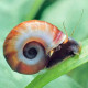 Caracol Planorbis planorbarius corneus