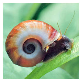 Caracol Planorbis planorbarius corneus