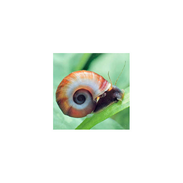 Caracol Planorbis planorbarius corneus