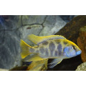 Nimbochromis