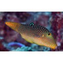 Peixos Globus