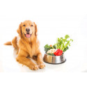 Dietas especiales para perros