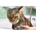 Jabón, higiene y belleza para gatos