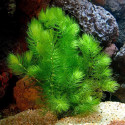 Plantes 