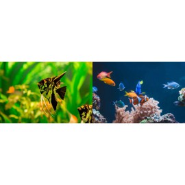Peces, corales y anfibios