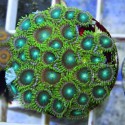 ZOANTHUS