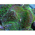 Rhodactis