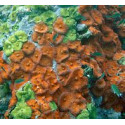 Discosoma