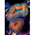 lobophyllia