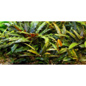 Cryptocorynes