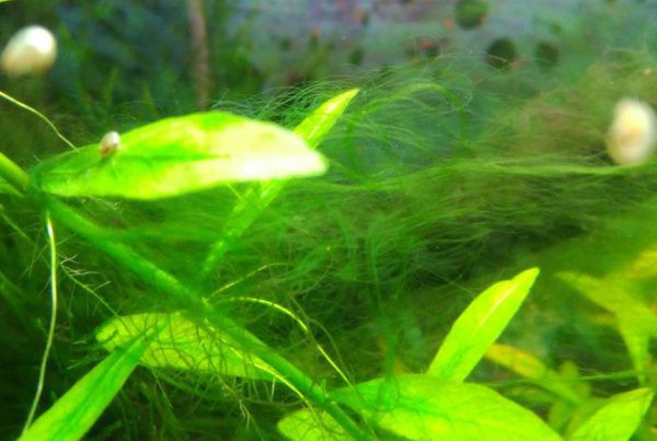 Les algues en l'aquari d'aigua dolça, tipus i causes comunes