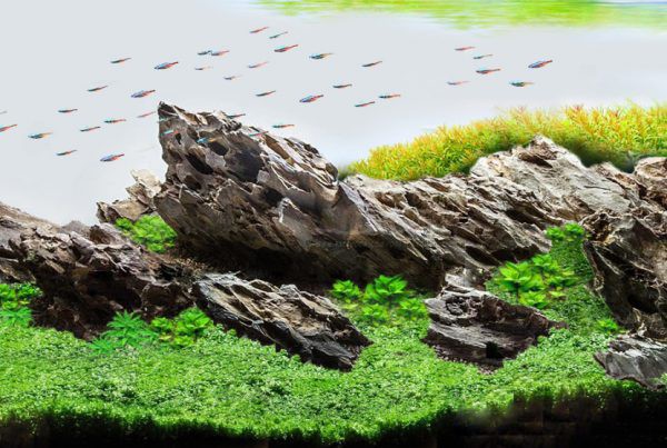 Aquascaping: Estils d'aquari plantat