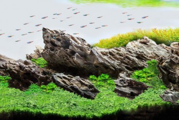 Aquascaping: Estilos de acuario plantado