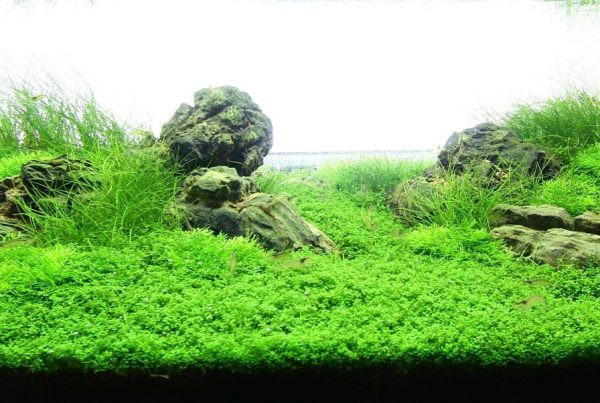 Aquascaping: Como tapizar un acuario